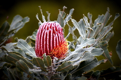 Banksia menziesii