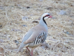 Alectoris chukar