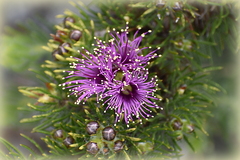 Melaleuca kybeliona