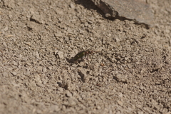 Cicindela purpurea