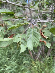 Alnus incana tenuifolia