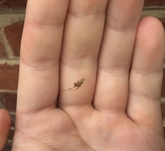 Cryptachaea veruculata