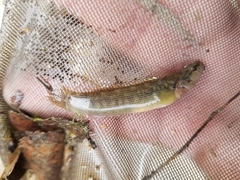Etheostoma flabellare