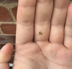 Cryptachaea veruculata