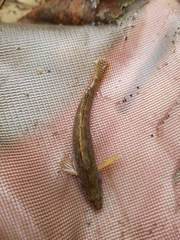 Etheostoma flabellare