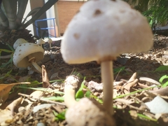 Chlorophyllum molybdites