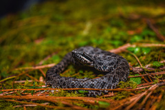 Crotalus intermedius