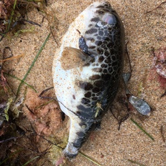 Tetractenos glaber