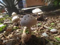 Chlorophyllum molybdites