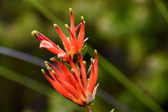 Lambertia