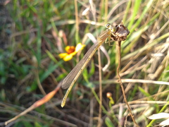 Paracercion hieroglyphicum