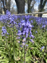 Hyacinthoides