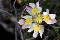 Xanthosia tomentosa