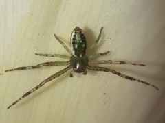 Diaea ambara