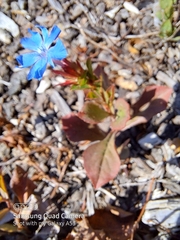 Ceratostigma