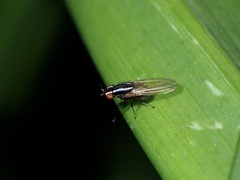 Poecilohetaerus aquilus