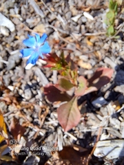 Ceratostigma