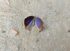 Mahathala ameria