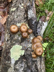 Lentinus arcularius