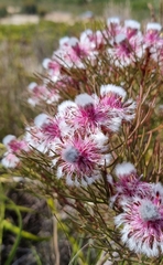 Serruria phylicoides