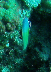 Plagiotremus townsendi