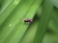 Poecilohetaerus aquilus