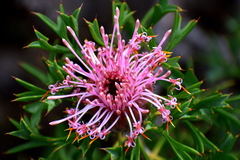 Isopogon