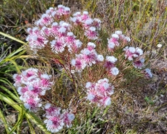 Serruria phylicoides