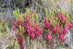 Erica plukenetii