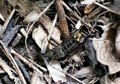 Platydracus maculosus