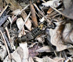 Platydracus maculosus