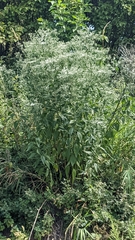Eupatorium serotinum