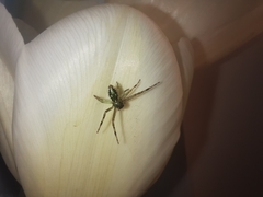Diaea ambara