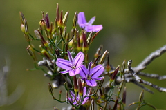 Thysanotus patersonii