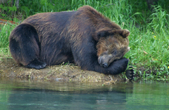 Ursus arctos beringianus