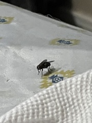 Musca domestica