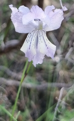 Gladiolus gracilis