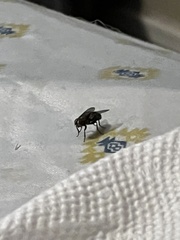 Musca domestica