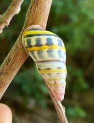 Amphidromus contrarius
