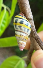 Amphidromus contrarius
