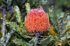 Banksia menziesii