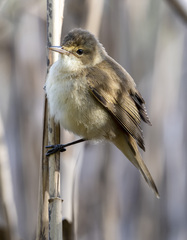 Acrocephalus australis