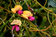 Isotropis cuneifolia