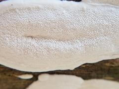 Fomitopsidaceae