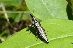 Rhinotia lineata