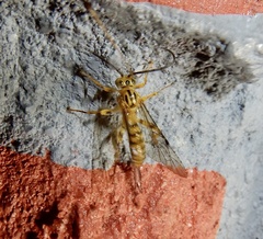 Xanthopimpla