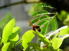 Vespa orientalis