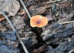 Heimiomyces tenuipes