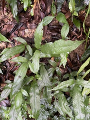 Grypothrix triphylla