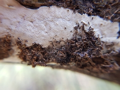 Fomitopsidaceae